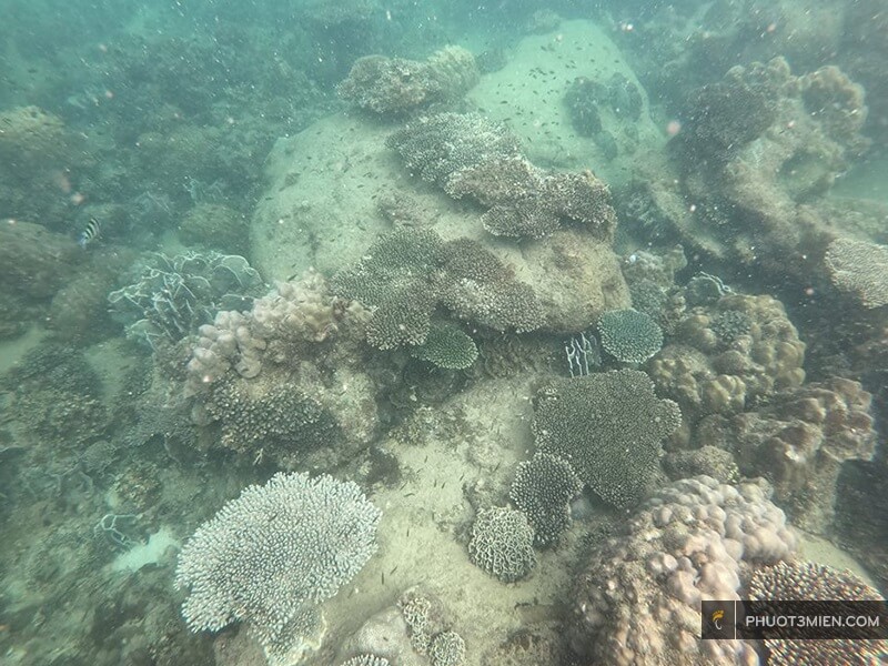 lặn ngắm san hô ở Hòn Thơm