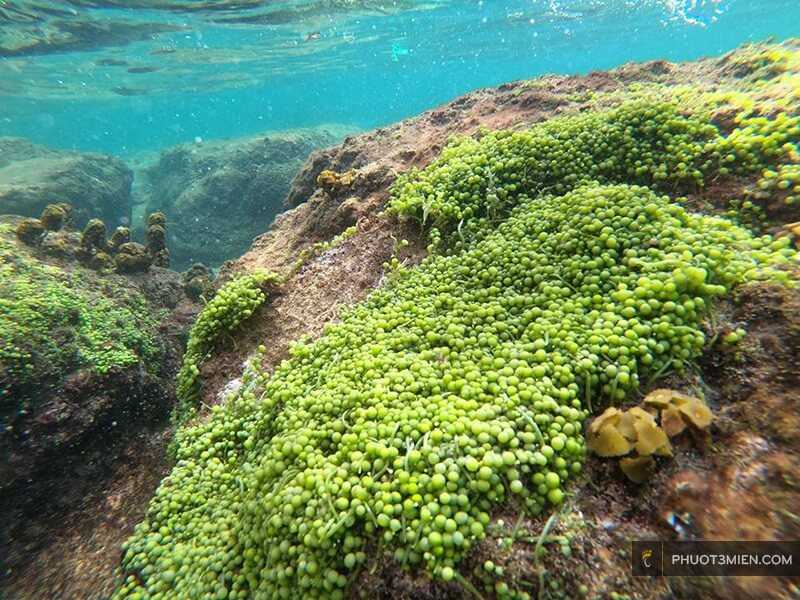 lặn ngắm san hô ở Hòn Thơm
