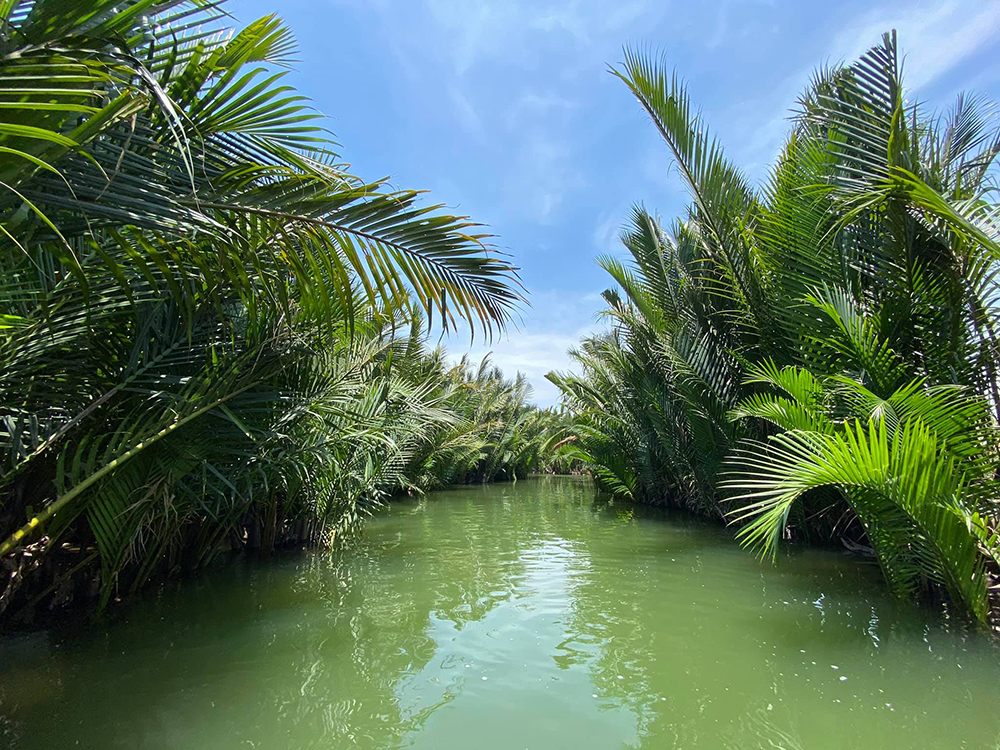 rừng dừa 2 bên xanh mướt