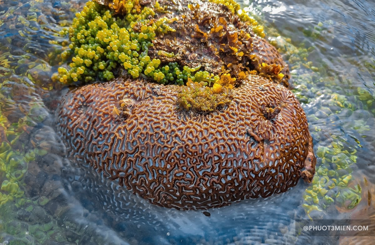 rặng san hô tại bãi đá obama