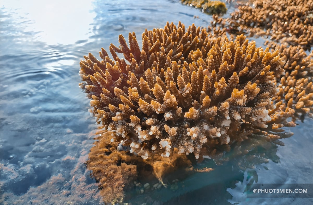 rặng san hô tại bãi đá obama