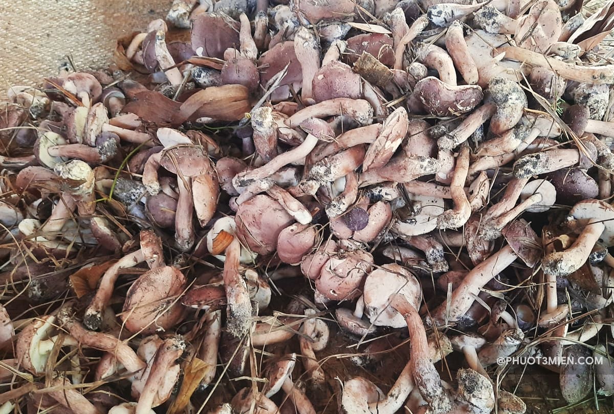 nấm tràm - đặc sản ẩm thực phú quốc
