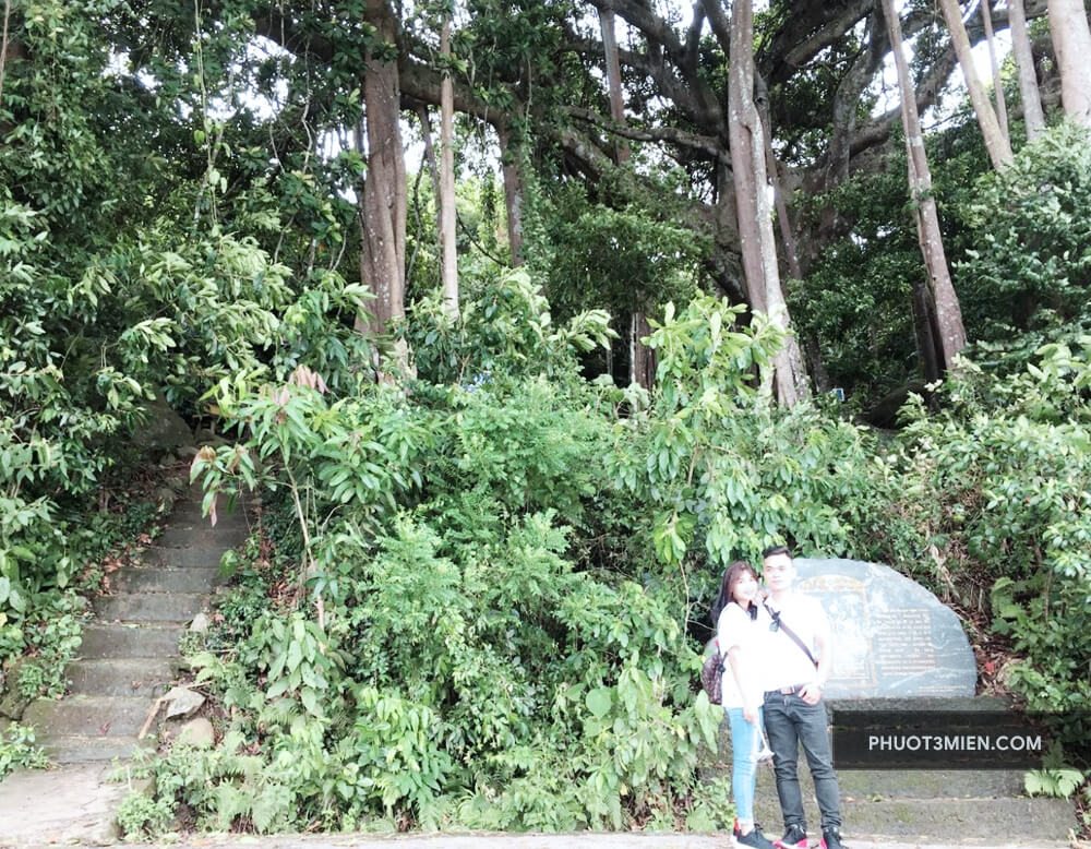 Cây Đa ngàn năm tuổi nổi tiếng trên Bán Đảo Sơn Trà