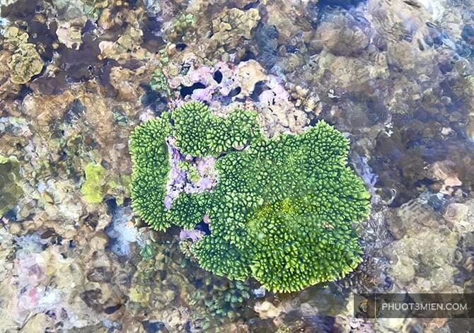 lặn ngắm san hô ở Lý Sơn