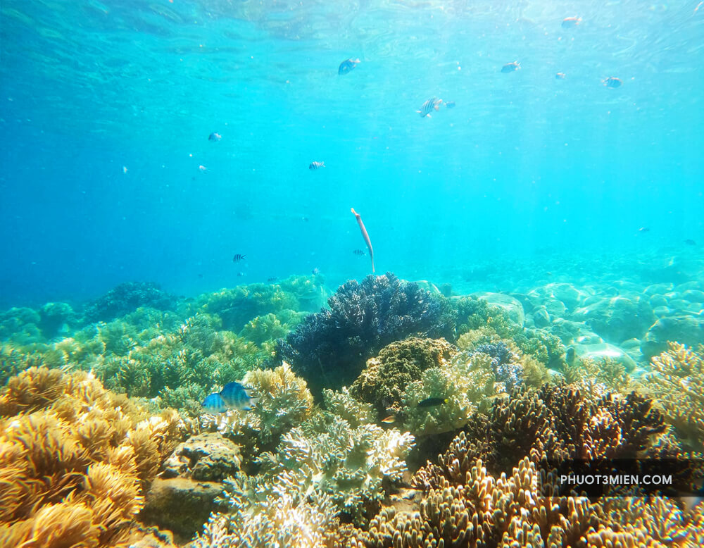 Lặn Biển ở Nha Trang